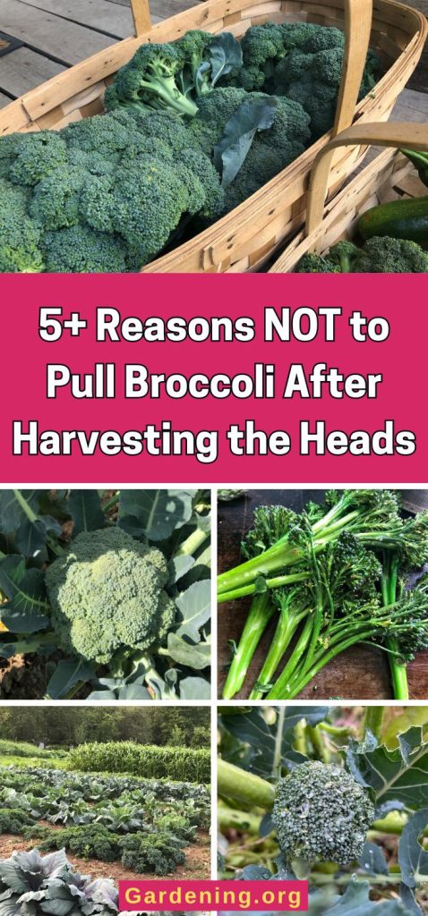 5+ Reasons NOT to Pull Broccoli After Harvesting the Heads pinterest image.