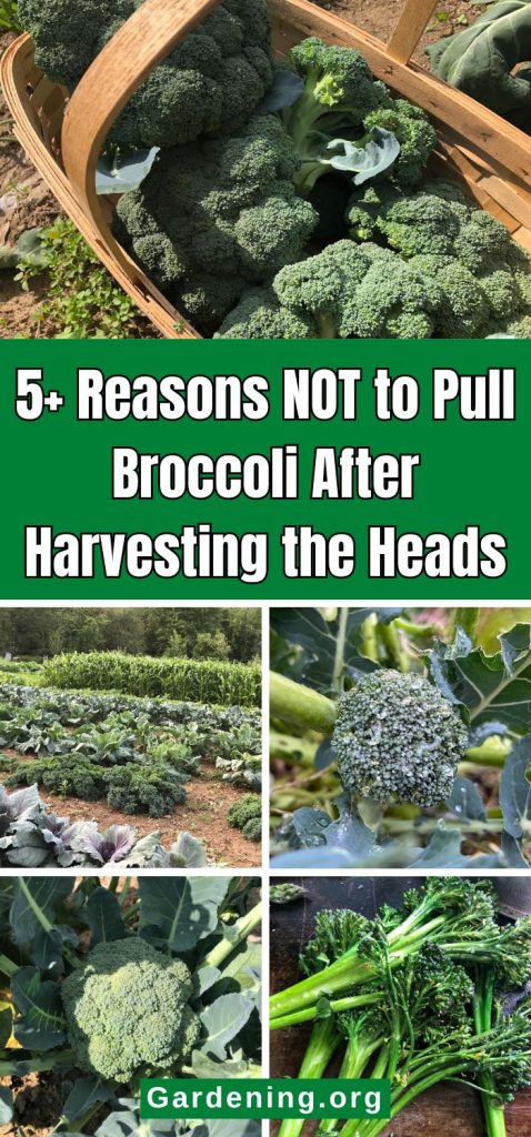 5+ Reasons NOT to Pull Broccoli After Harvesting the Heads pinterest image.