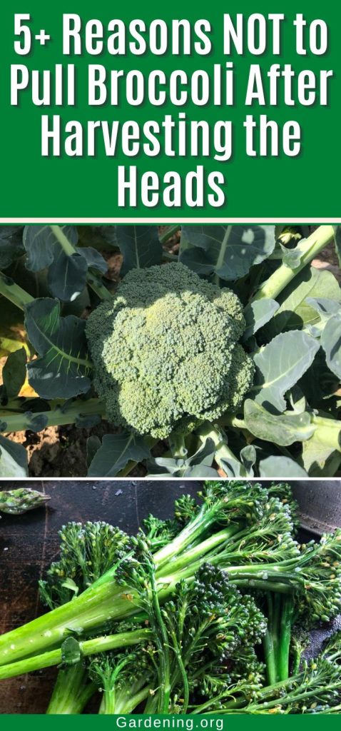 5+ Reasons NOT to Pull Broccoli After Harvesting the Heads pinterest image.