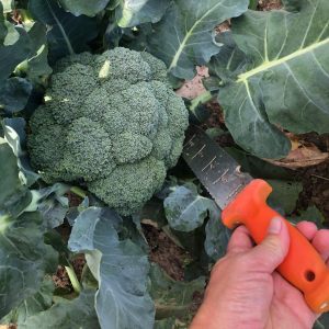 A gardener with hori hori knife is harvesting a broccoli plant.