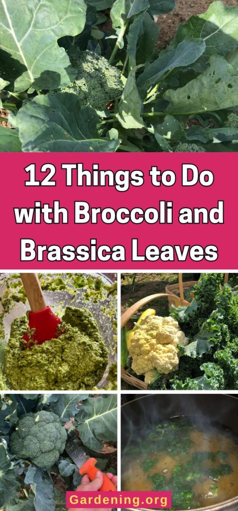 12 Things to Do with Broccoli and Brassica Leaves pinterest image.