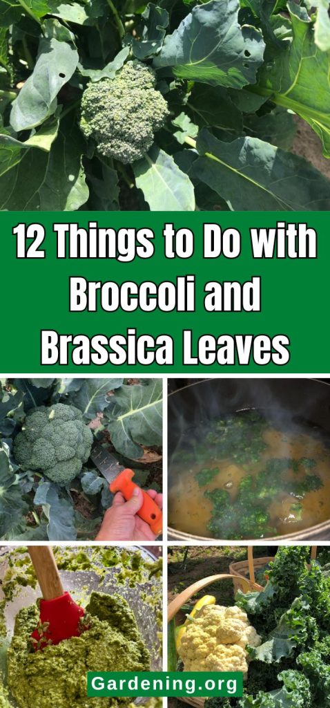 12 Things to Do with Broccoli and Brassica Leaves pinterest image.