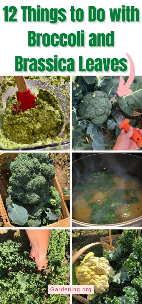 12 Things to Do with Broccoli and Brassica Leaves pinterest image.