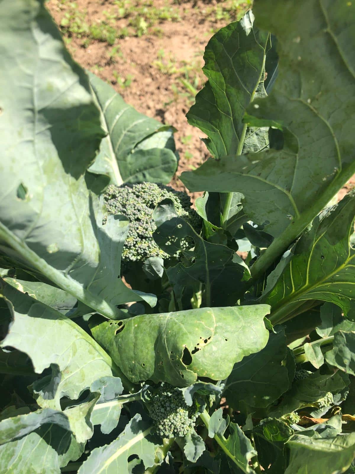 Broccoli growing side shoots