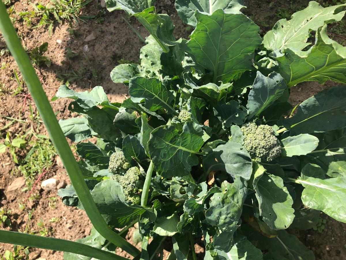 A mature broccoli plant in fall