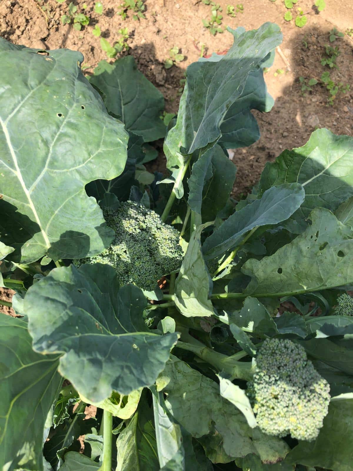 Large side shoots of broccoli