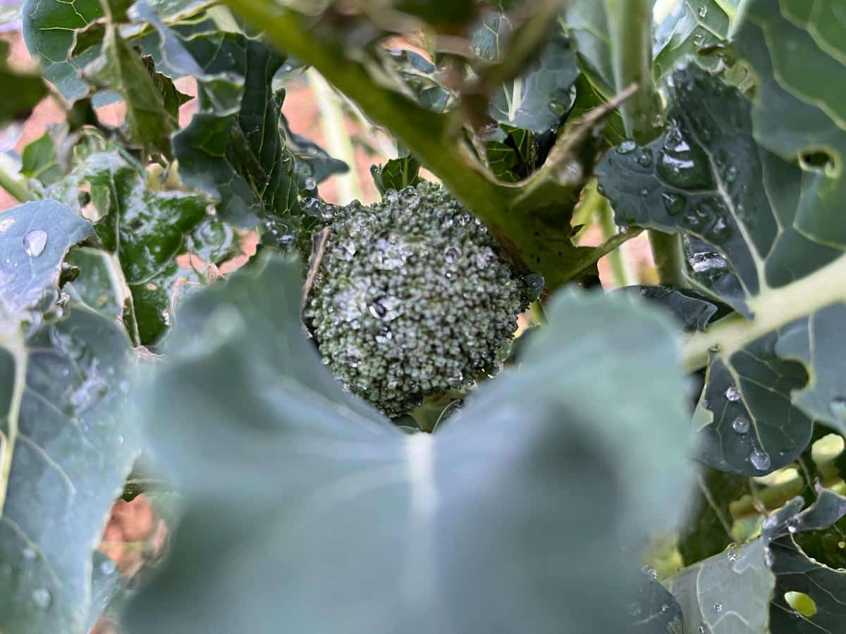 An established broccoli plant producing in fall