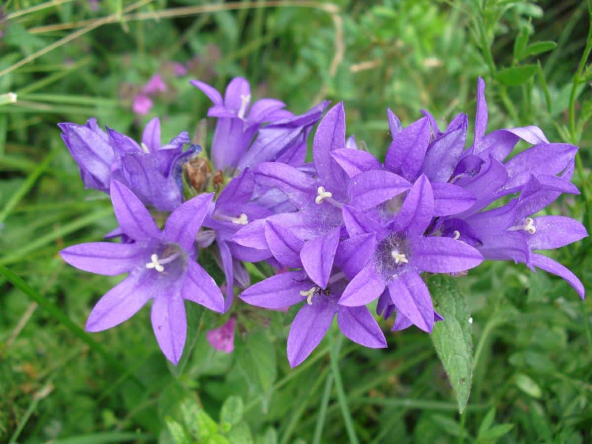 Blue harebells flowers