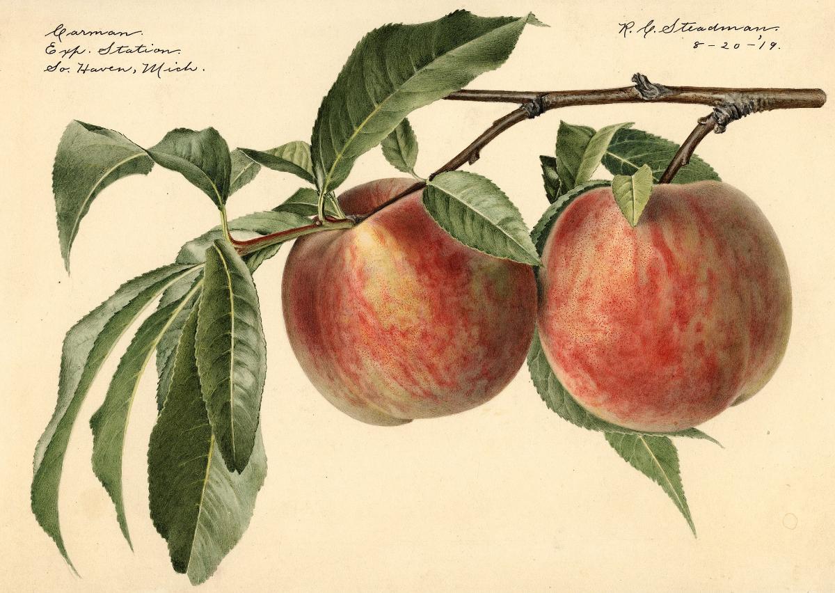 Carman, Pride of Texas peach