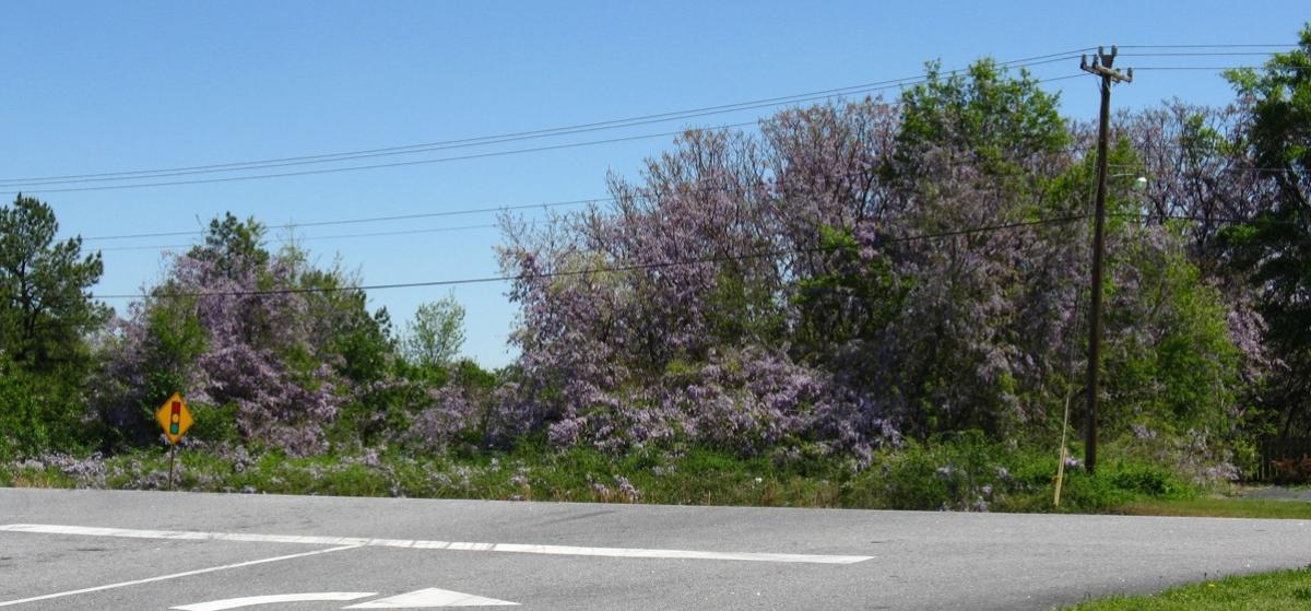 Chinese wisteria on a roadside