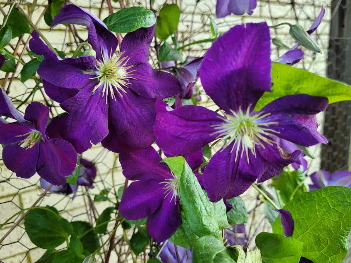 Fast growing clematis