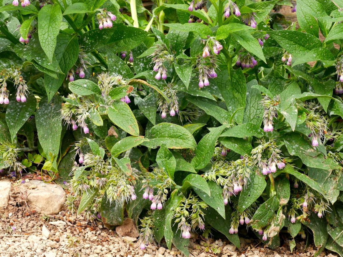 Comfrey setting seed