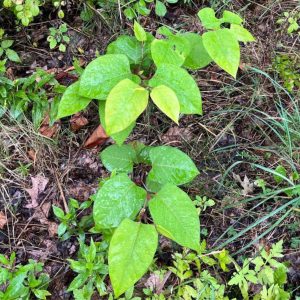 An invasive plant growing in the garden.