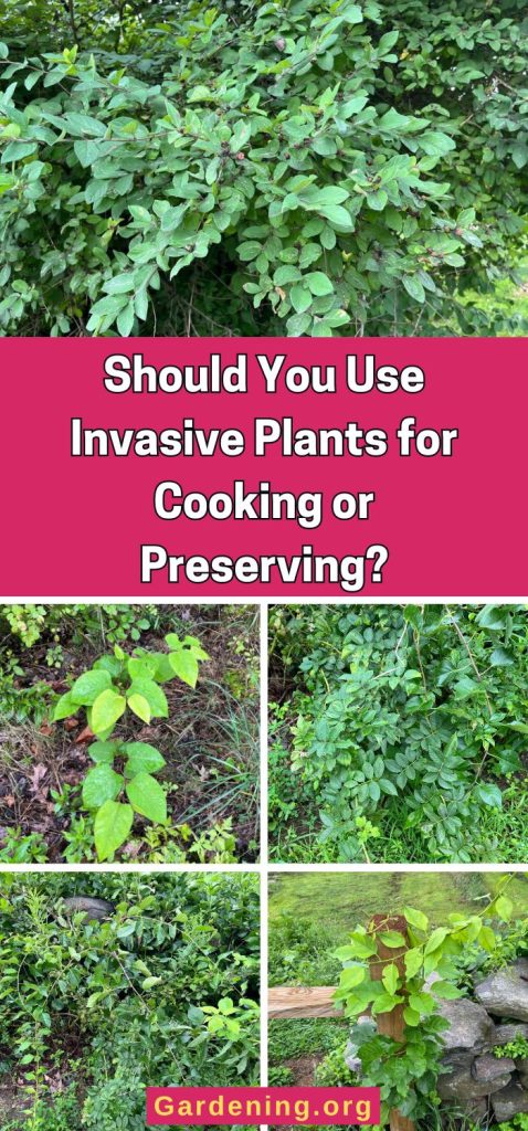 Should You Use Invasive Plants for Cooking or Preserving? pinterest image.