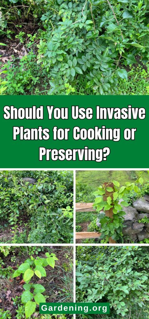 Should You Use Invasive Plants for Cooking or Preserving? pinterest image.