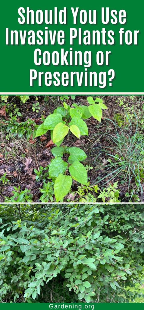 Should You Use Invasive Plants for Cooking or Preserving? pinterest image.