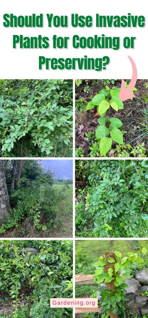 Should You Use Invasive Plants for Cooking or Preserving? pinterest image.