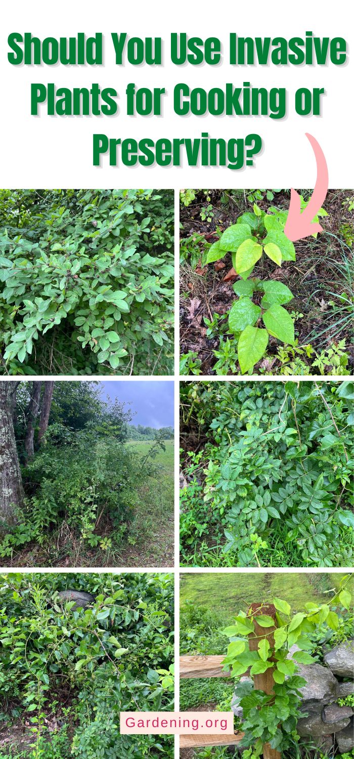 Should You Use Invasive Plants for Cooking or Preserving? - Gardening
