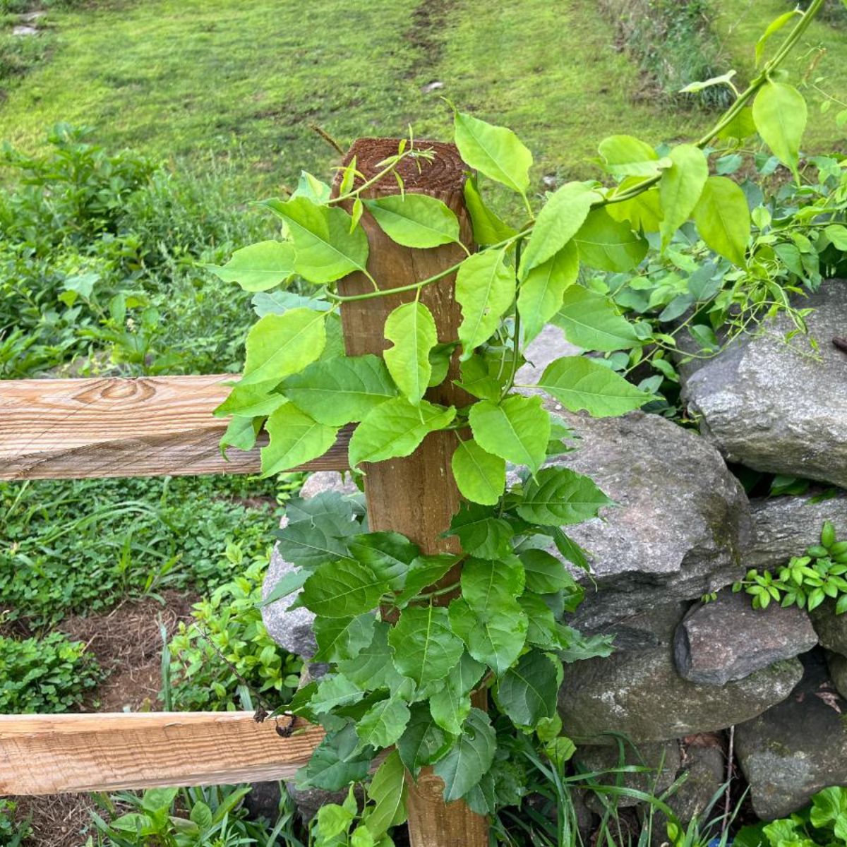 An invasive plant growing on a fence.