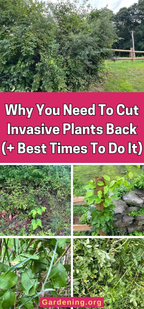 Why You Need To Cut Invasive Plants Back (+ Best Times To Do It) pinterest image.