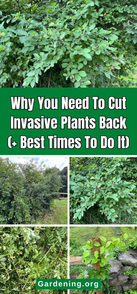 Why You Need To Cut Invasive Plants Back (+ Best Times To Do It) pinterest image.