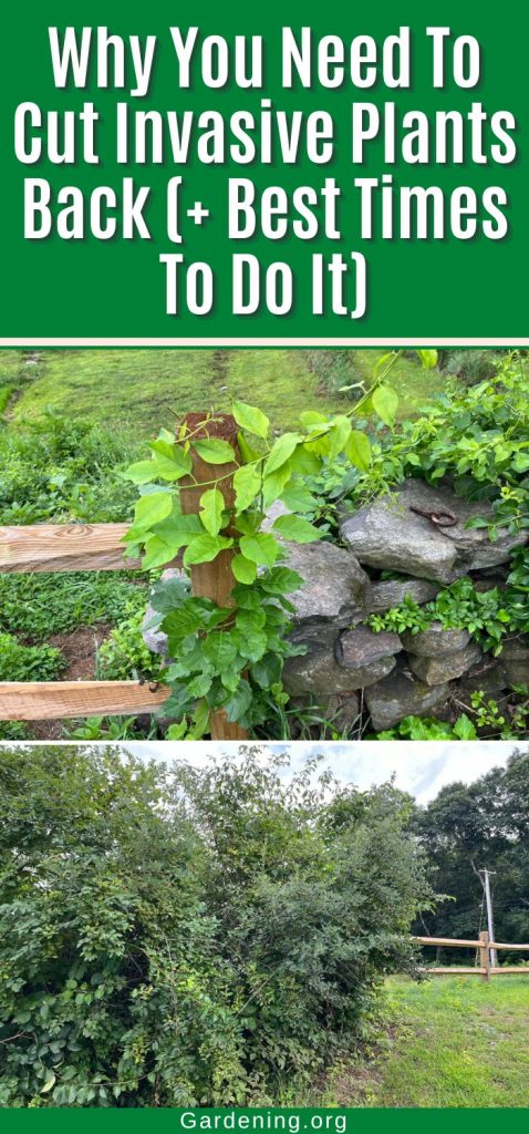 Why You Need To Cut Invasive Plants Back (+ Best Times To Do It) pinterest image.