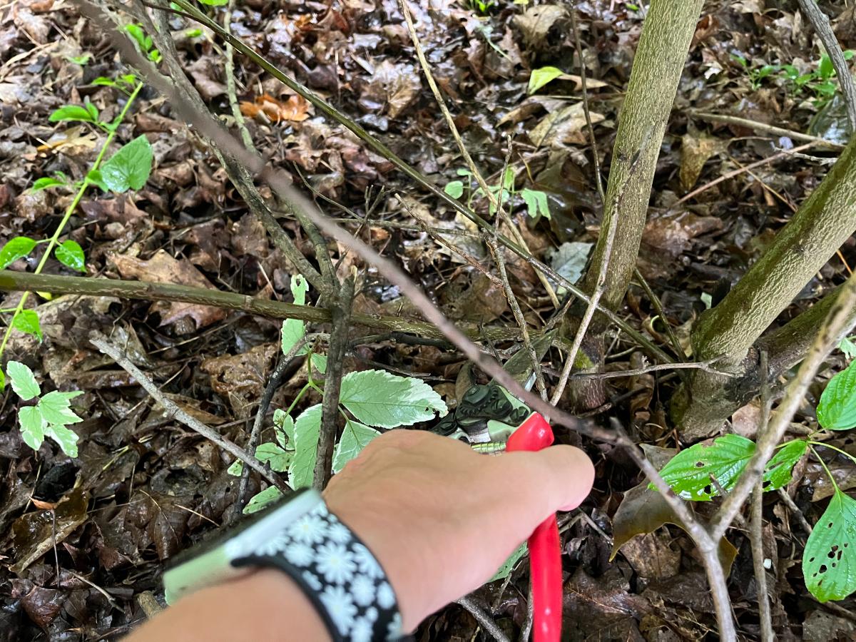 Cutting stems in a naturally mulched garden