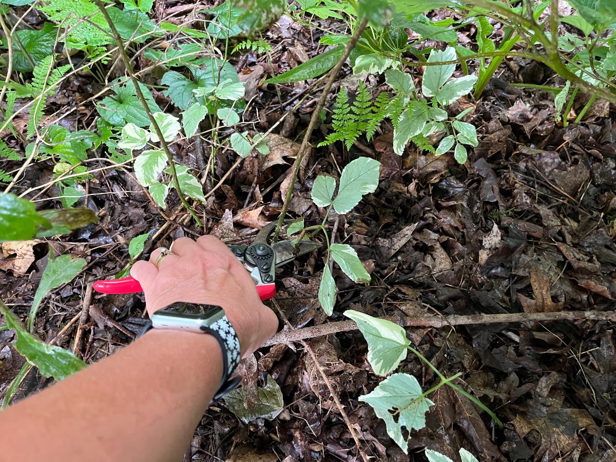 Cutting back stems of perennials to chop and drop