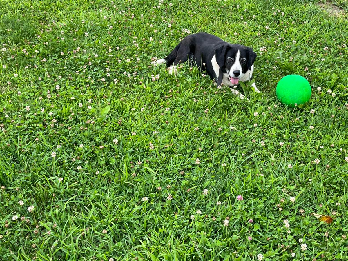 A dog on a clover patch