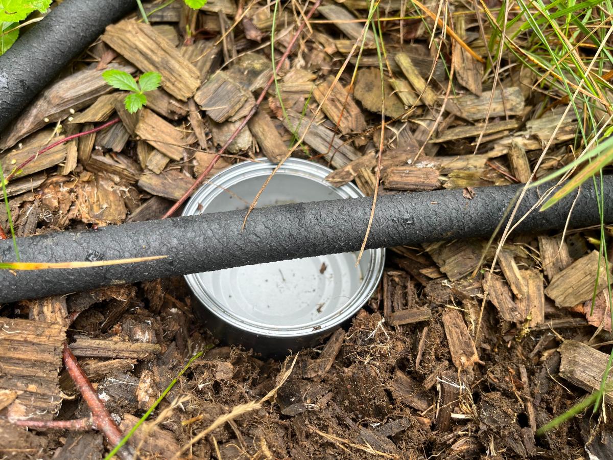 A can measuring water in the garden