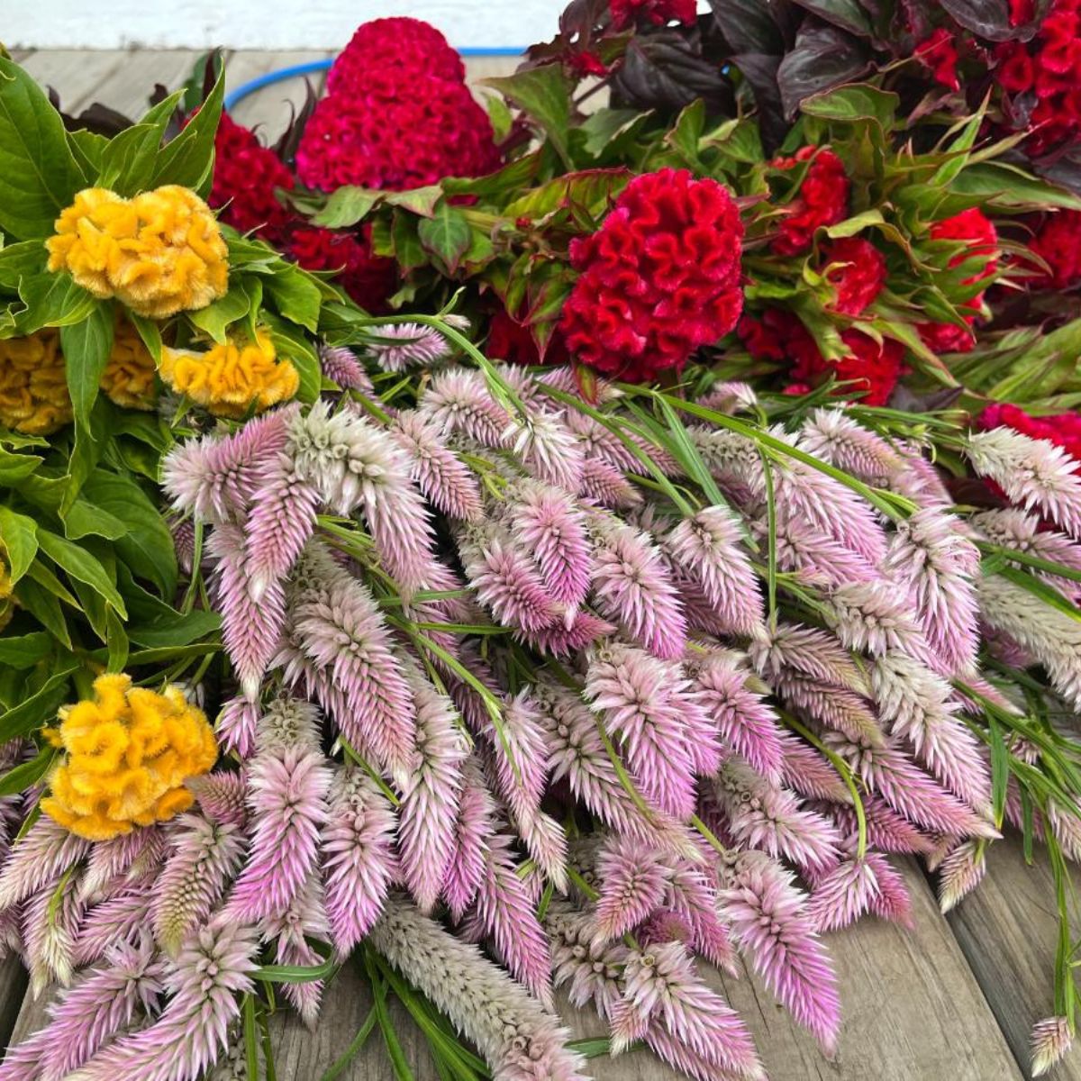 A bunch of different flowers prepared for drying,