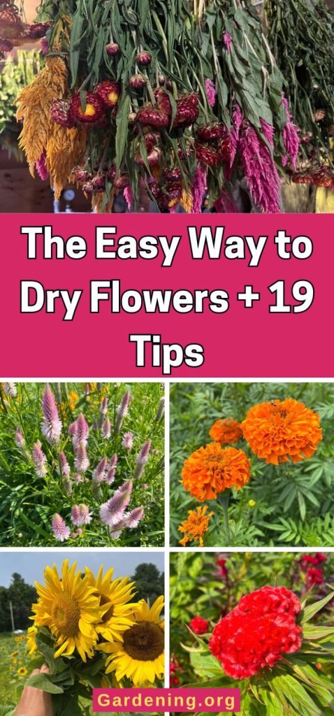 The Easy Way to Dry Flowers + 19 Tips pinterest image.