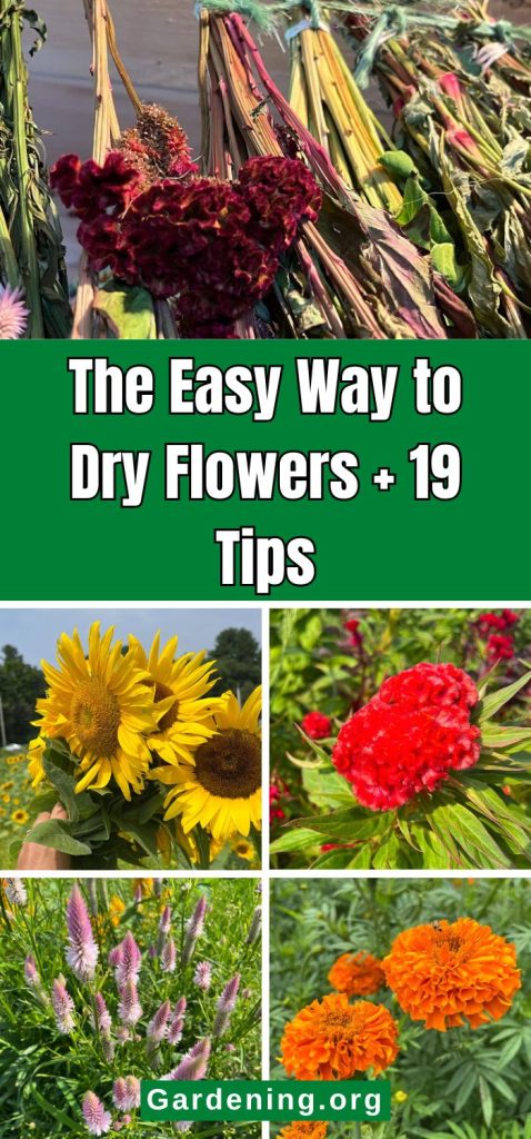 The Easy Way to Dry Flowers + 19 Tips pinterest image.