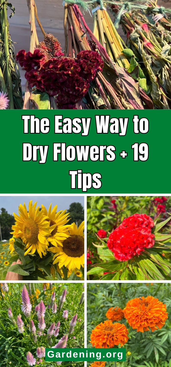 The Easy Way to Dry Flowers + 19 Tips - Gardening