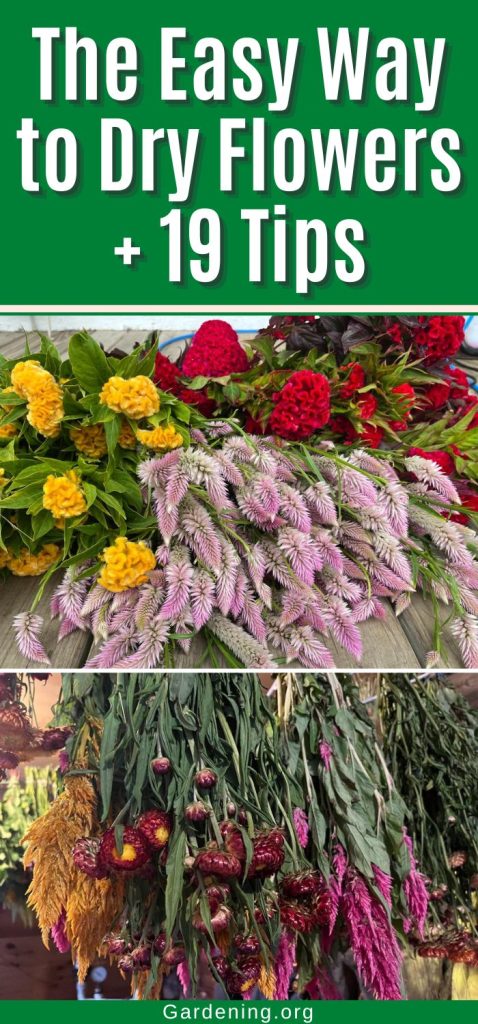 The Easy Way to Dry Flowers + 19 Tips pinterest image.