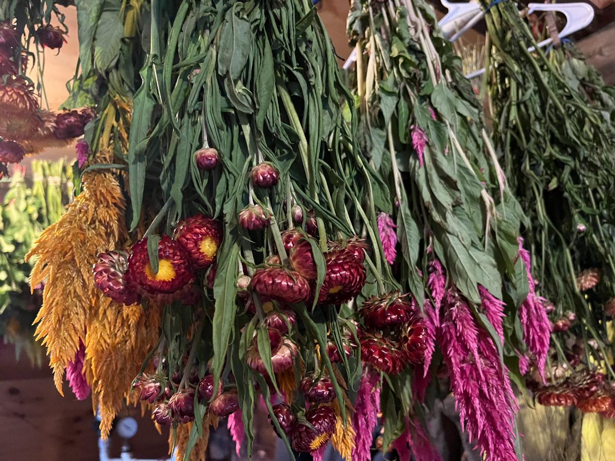 Flowers hung for drying