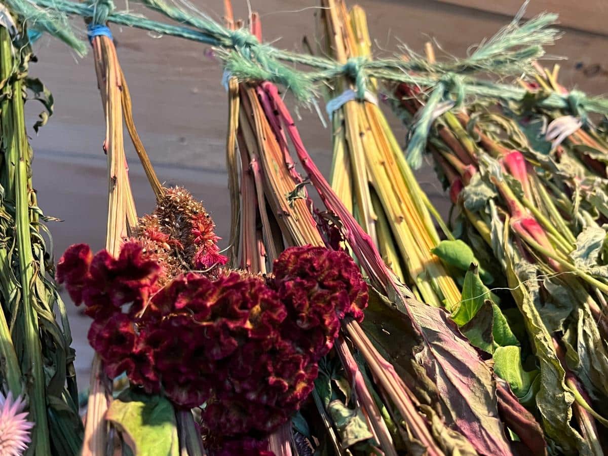 Flowers drying upside down on a line