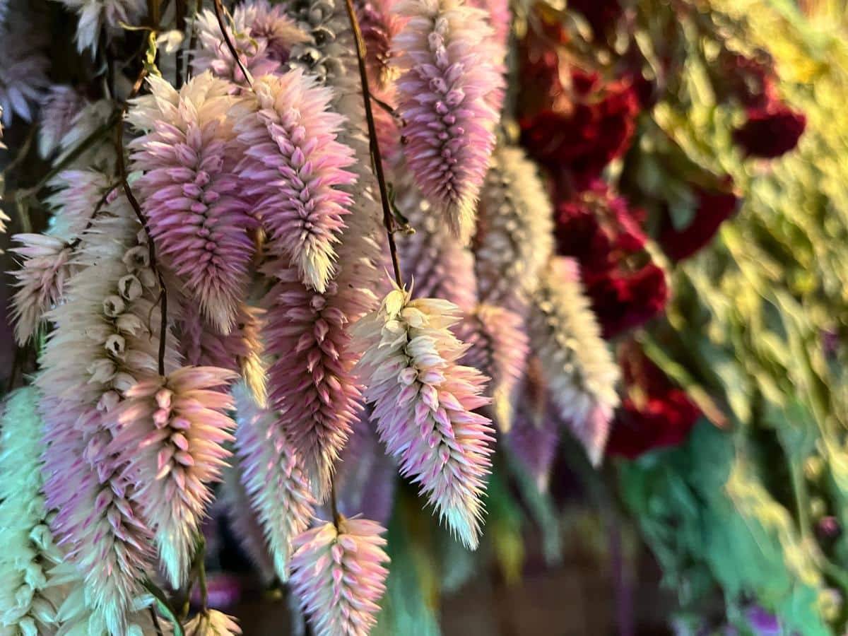 Celosia drying for flower arrangements