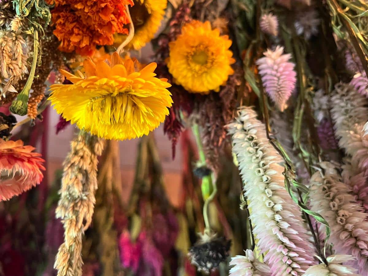 Upside down flowers drying