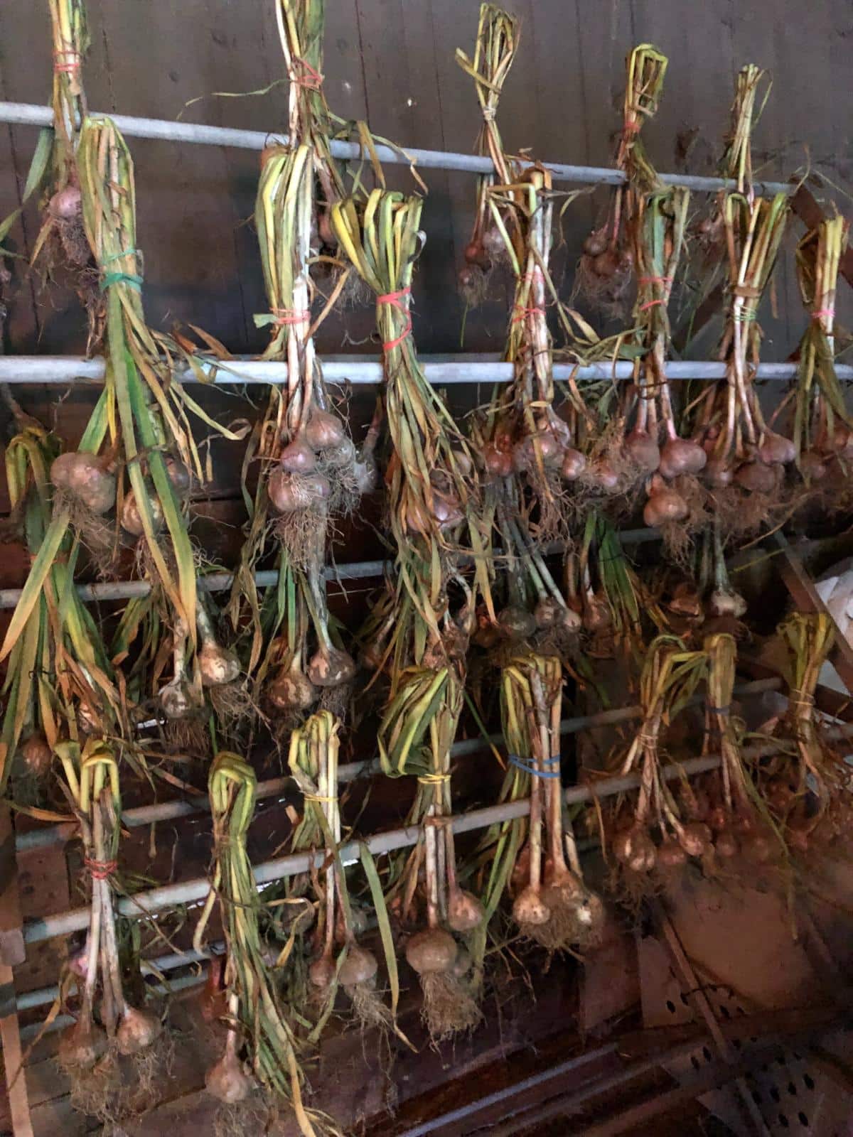 Hanging bundles of curing garlic