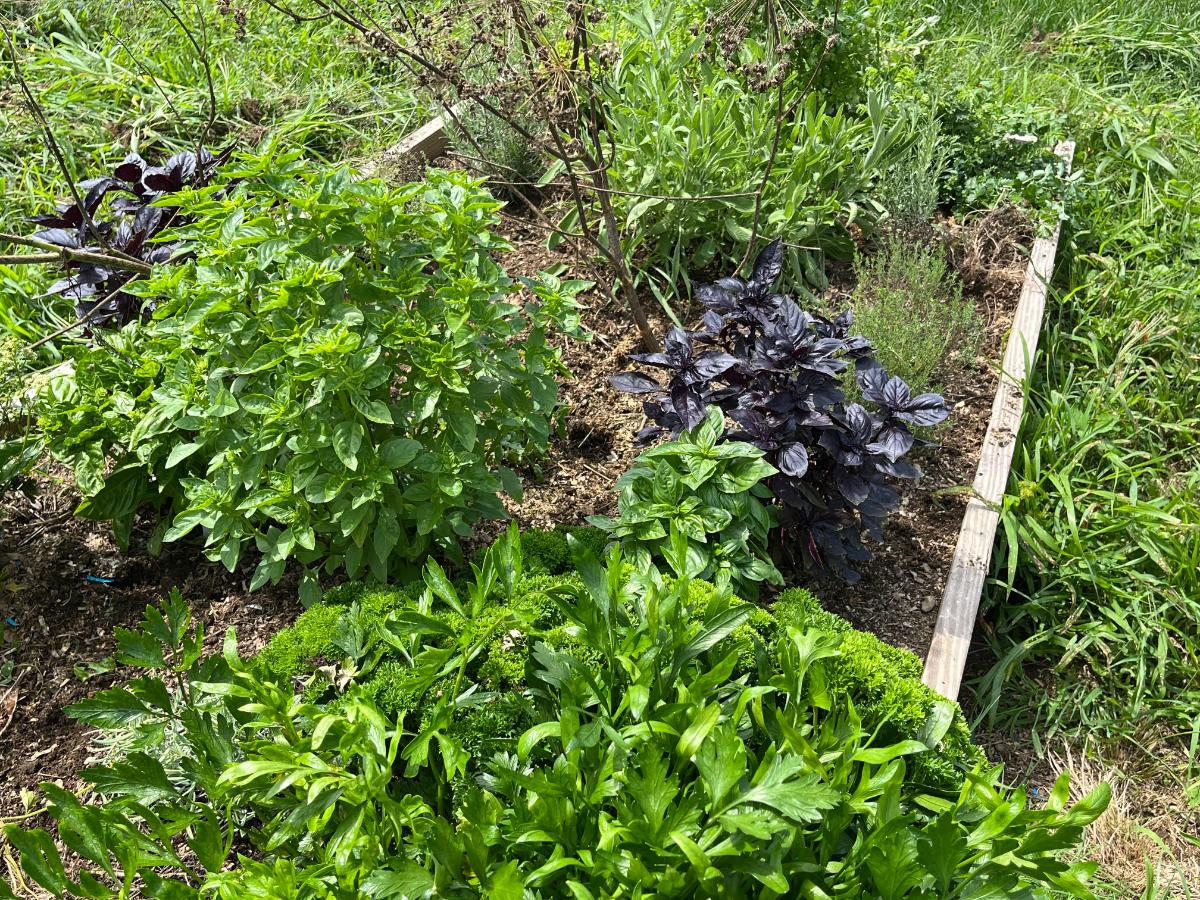 Herb plants going to flower and seed