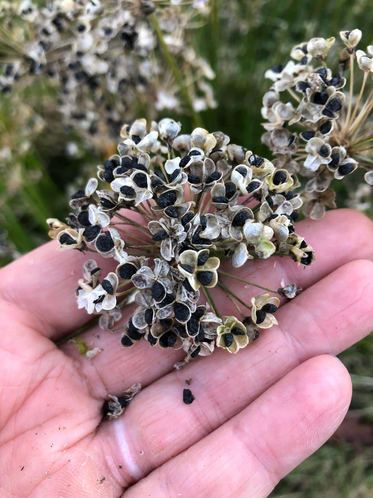 Chives gone to seed