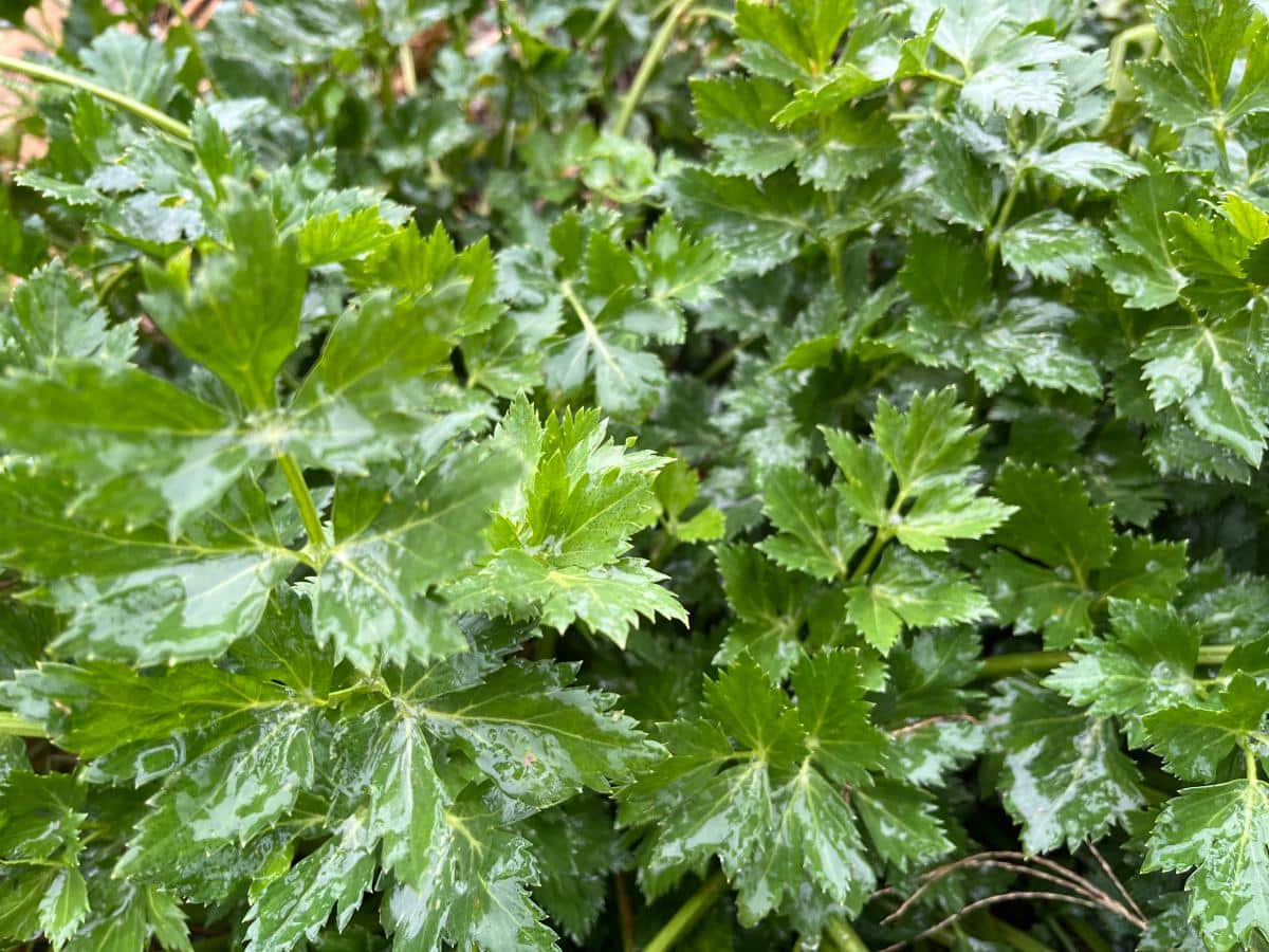 Edible celery leaves on celery plants