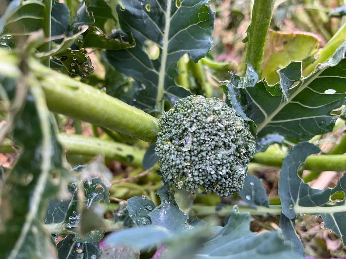 A side shoots broccoli floret