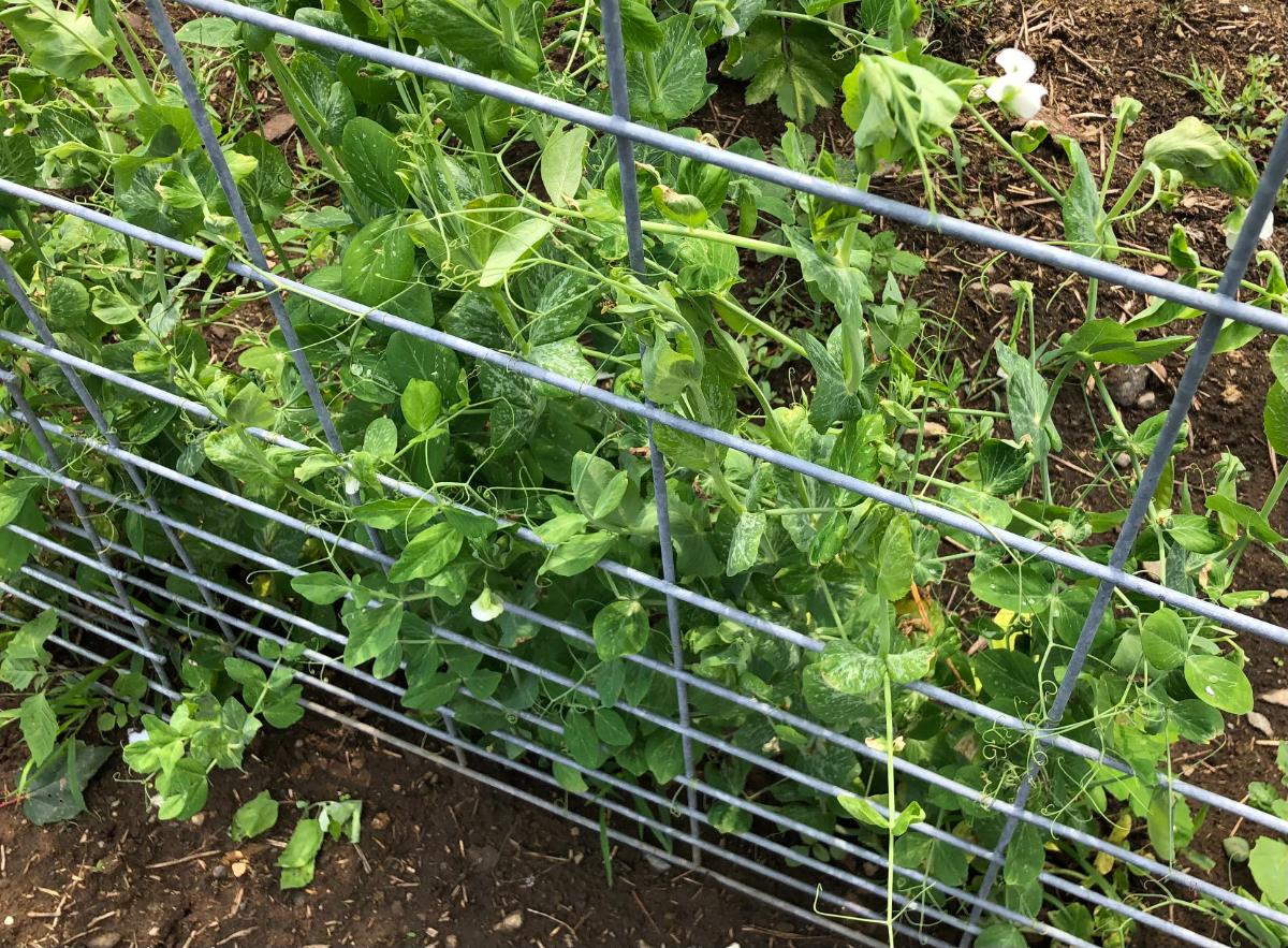 Pea plants with tender tendrils