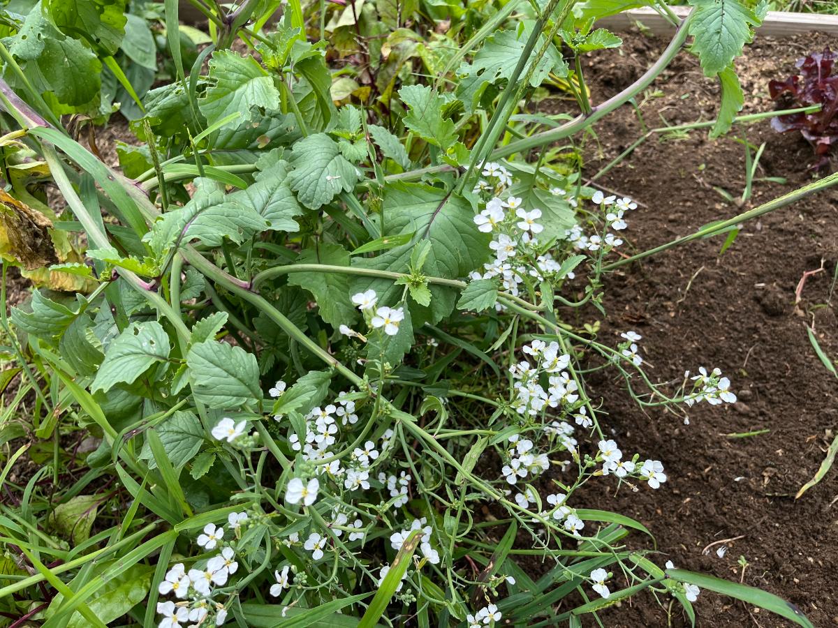 Radish plant gone to flower