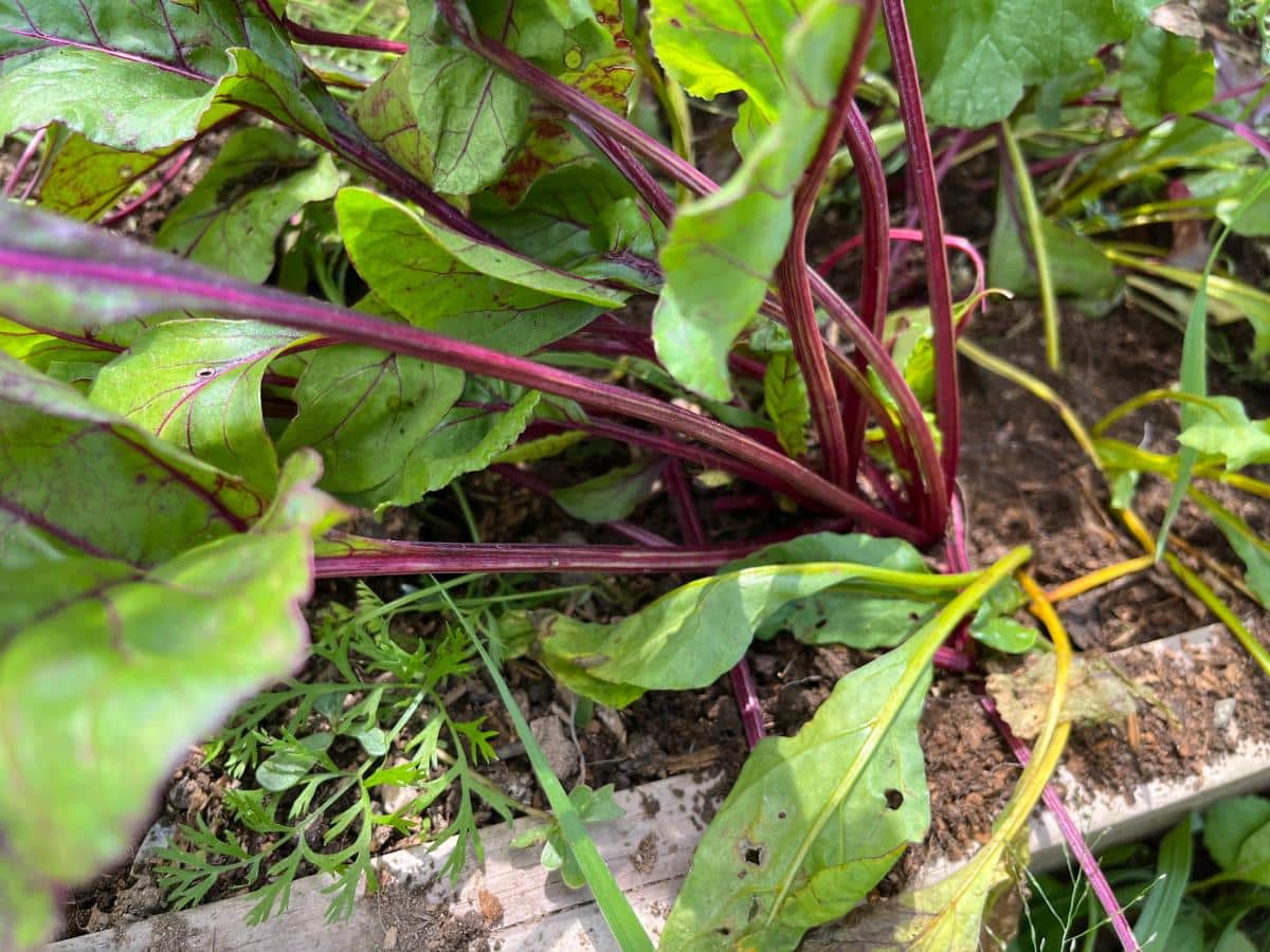 Beet plants in need of thinning