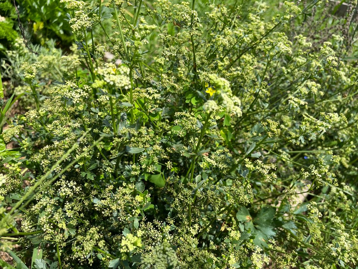 Celery plant gone to seed