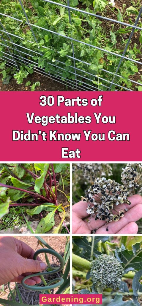 30 Parts of Vegetables You Didn’t Know You Can Eat pinterest image.