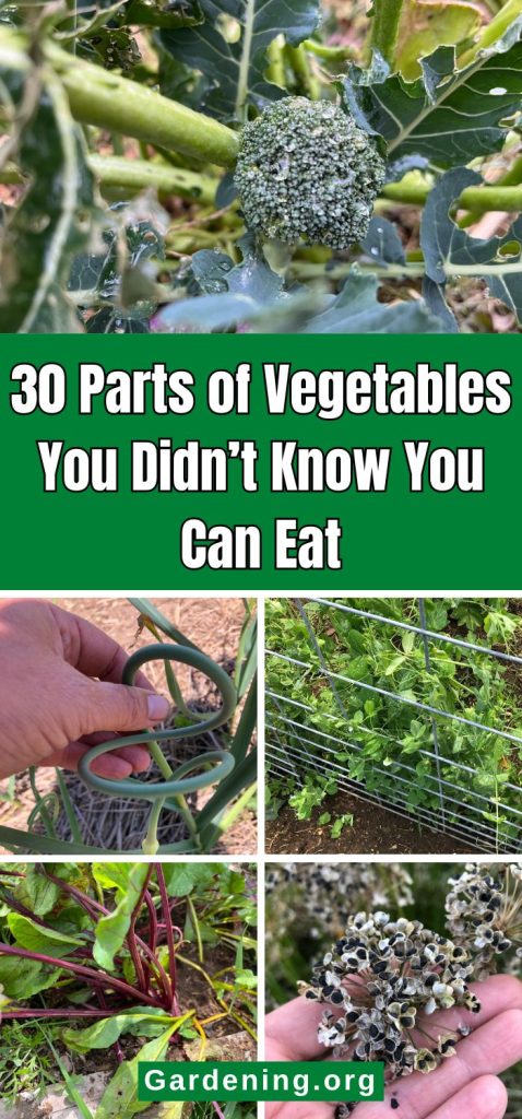 30 Parts of Vegetables You Didn’t Know You Can Eat pinterest image.